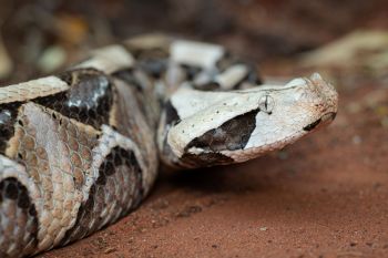A Gaboon viper.