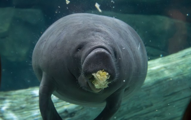 Hundo the manatee.