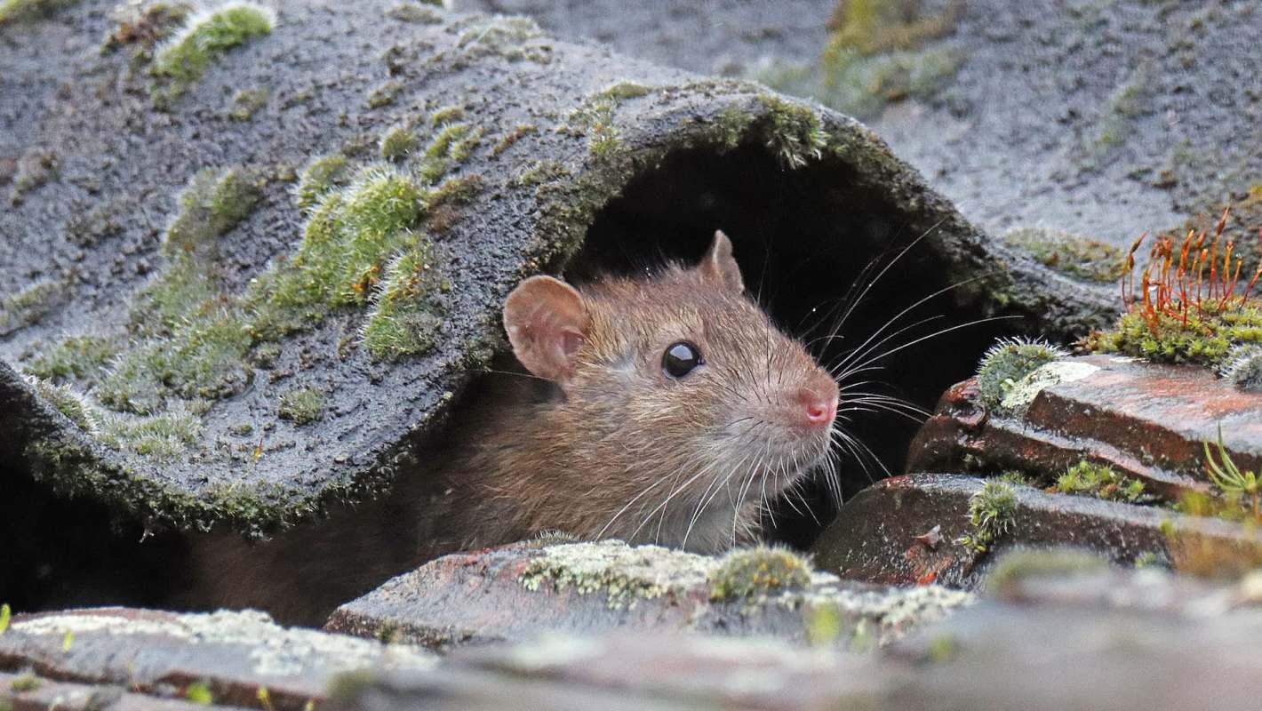 A rat peeks out from under a moss-covered tile.