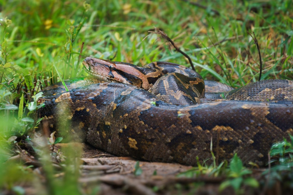 An Indian rock python resting on the ground among grass and vegetation.