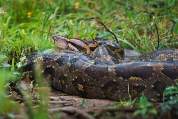 An Indian rock python resting on the ground among grass and vegetation.
