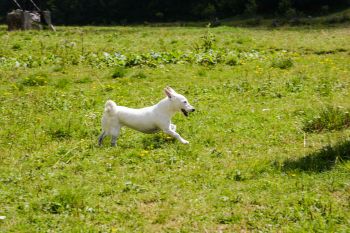 A white dog runs through a grassy field with yellow flowers.