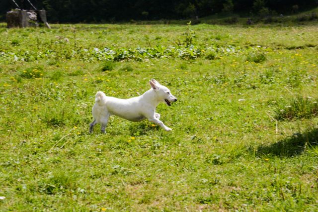A missing Jack Russell survived 34 days in Yellowstone, then was found in a doghouse