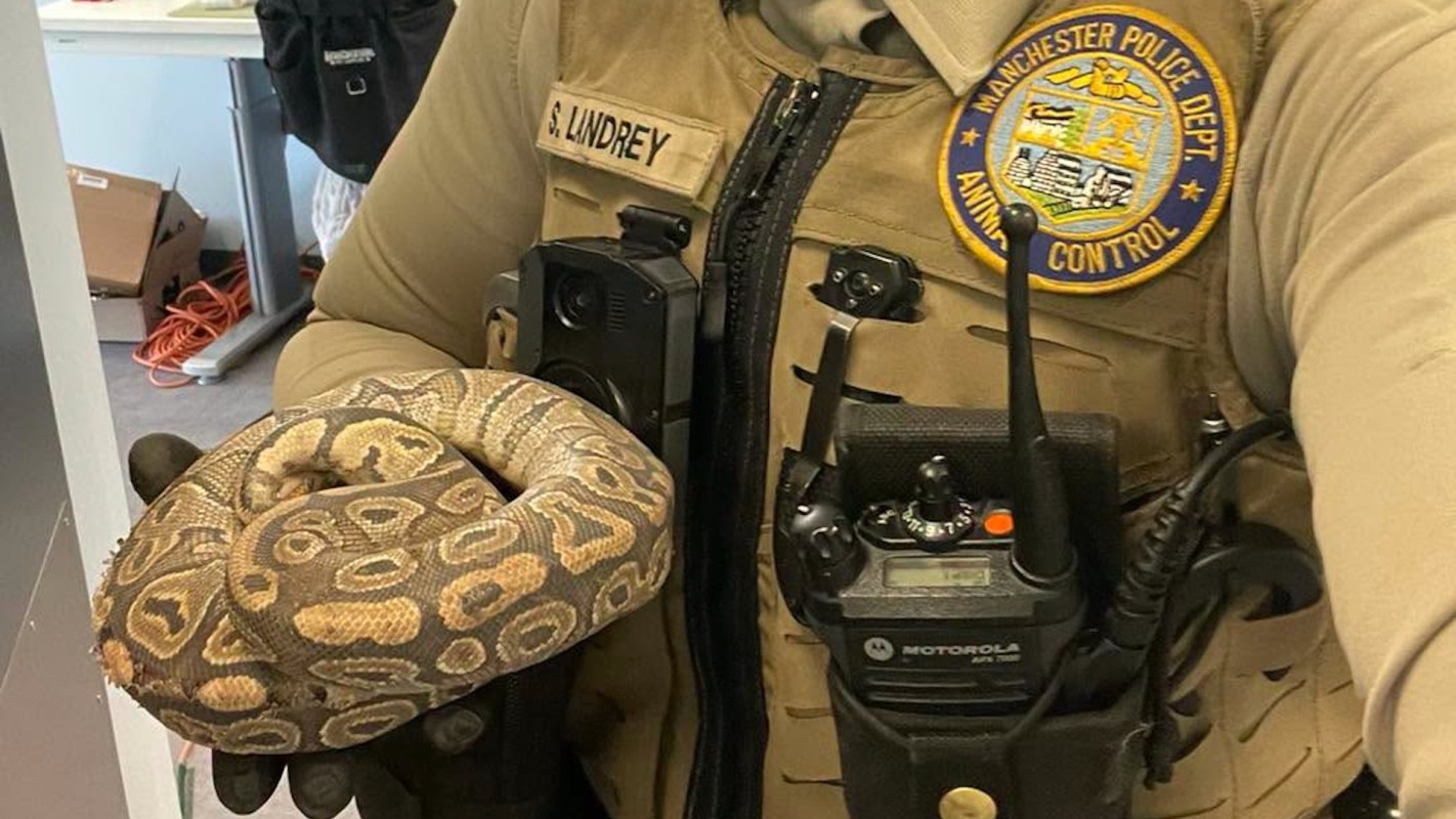 A police officer holds a snake.