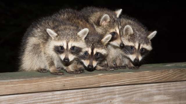 Four raccoons are gathered closely on a wooden railing.