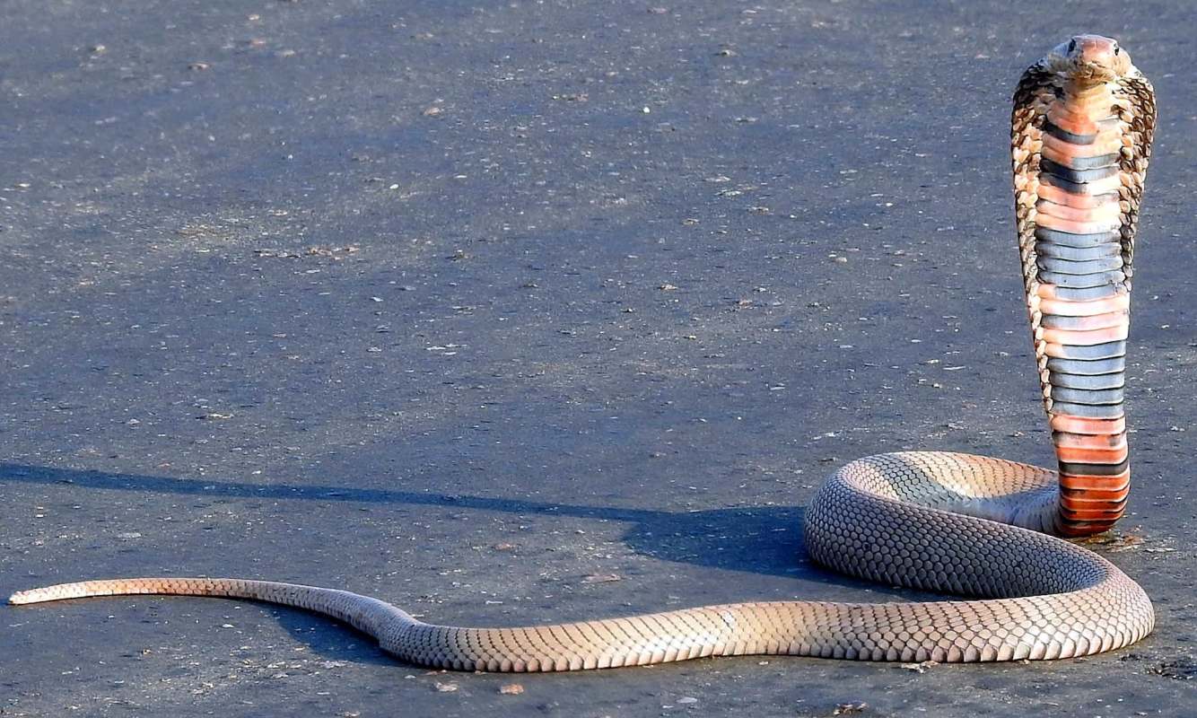A Mozambique cobra snake raises its hood on a flat surface.