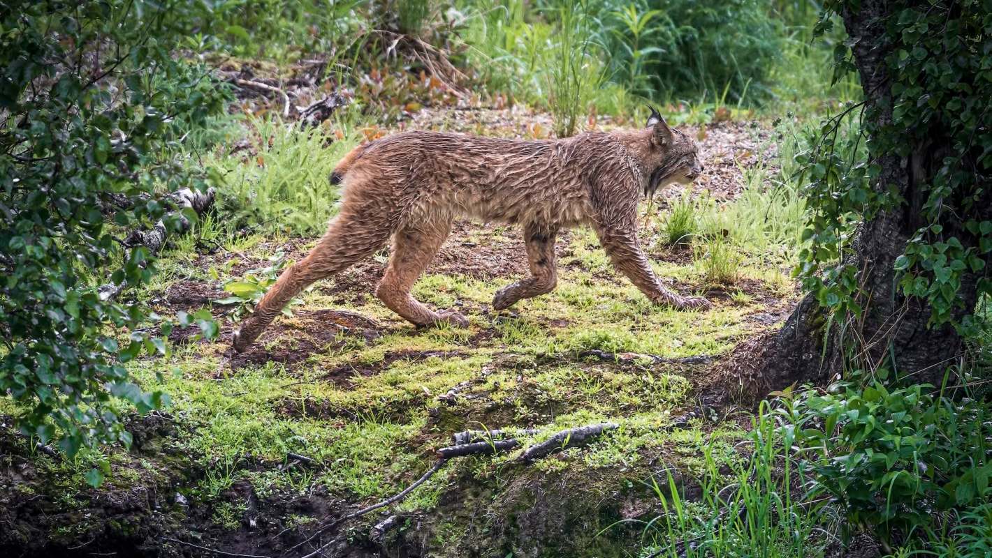 A bobcat.