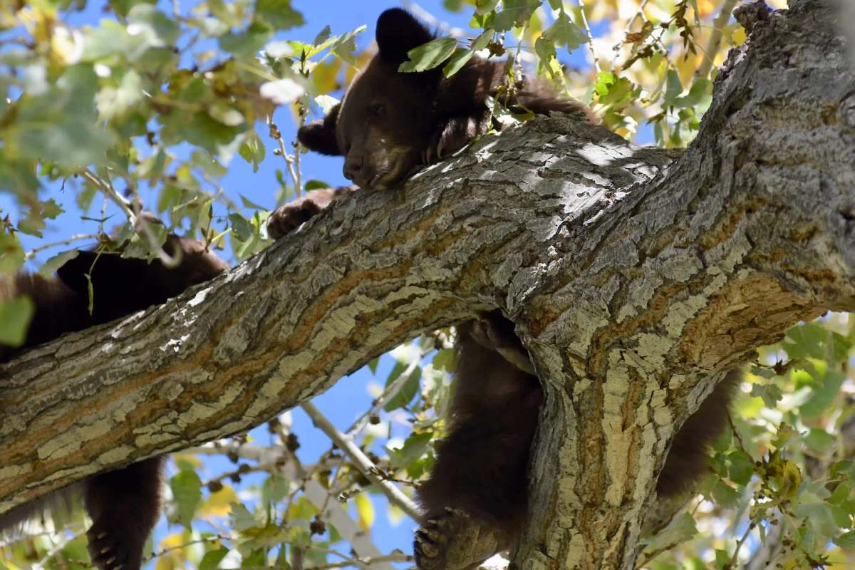Two bear cubs rest on a tree branch surrounded by green leaves.