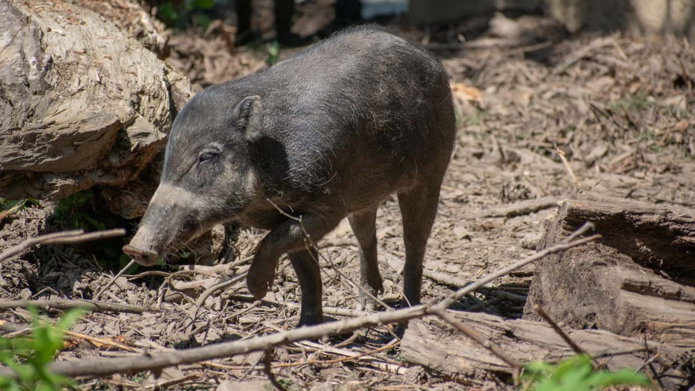 A Visayan warty pig.