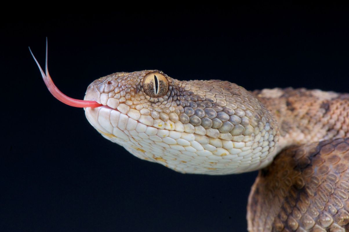 A Oman saw-scaled viper with its tongue extended, against a black background.