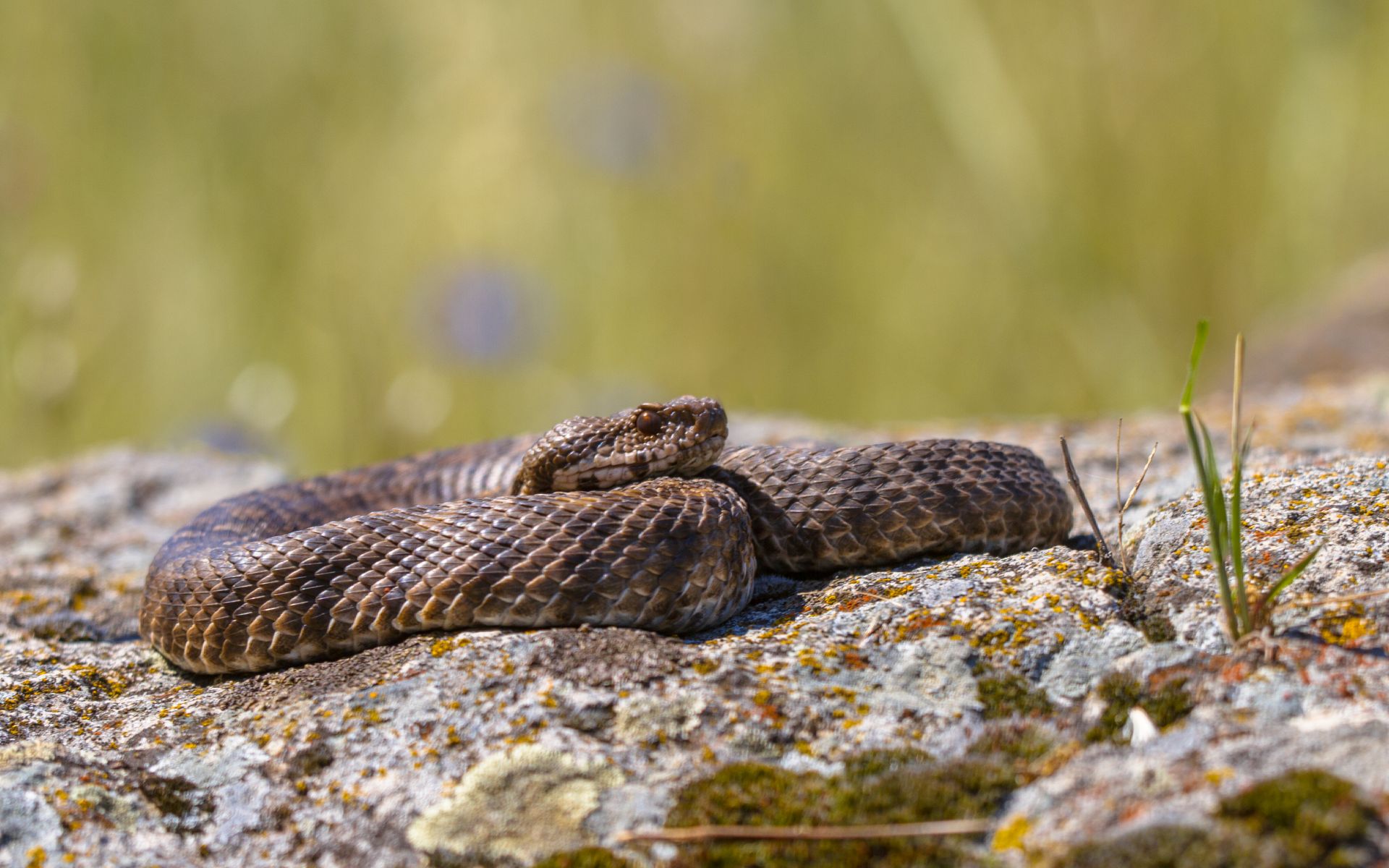 Greece confirms venomous viper in new area, prompting calls to update hospital protocols