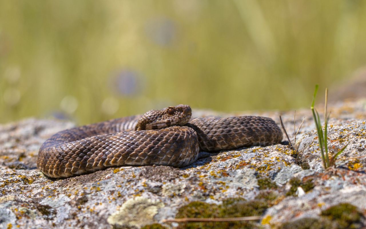 An Ottoman viper.