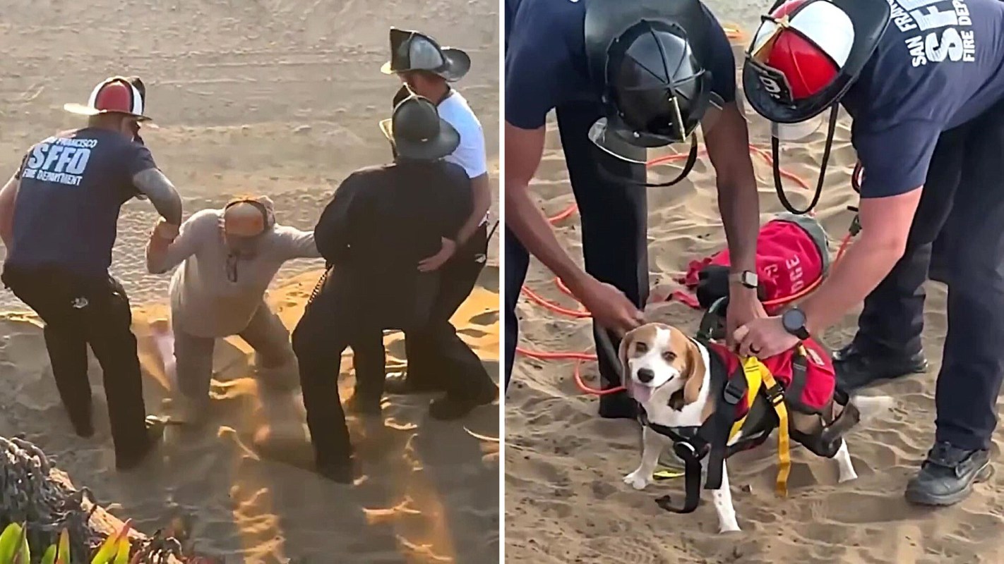 Two firefighters assist a person in sand while another firefighter prepares a rescue dog with gear nearby.