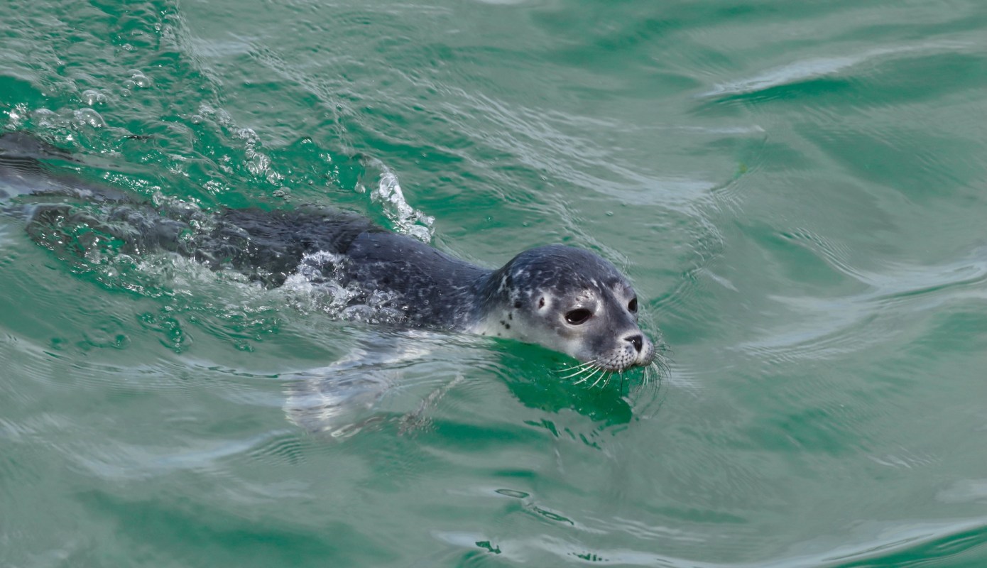 A seal swimming in greenish water, creating small ripples and bubbles.