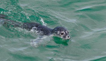 A seal swimming in greenish water, creating small ripples and bubbles.
