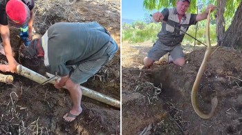 Two men inserting a pipe into the ground, then one of them holds up a large cobra.
