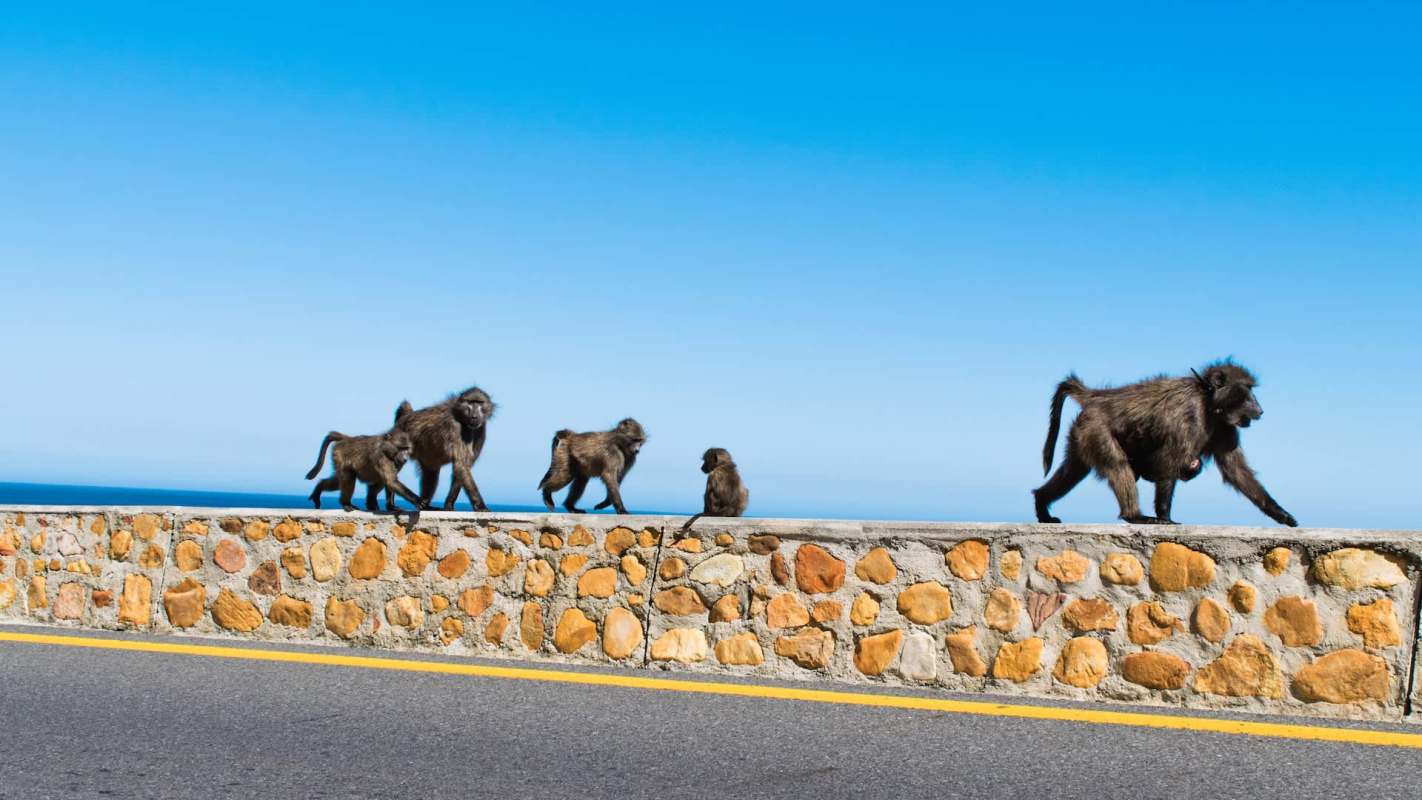 Baboons.