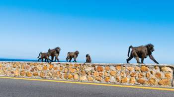 Baboons.
