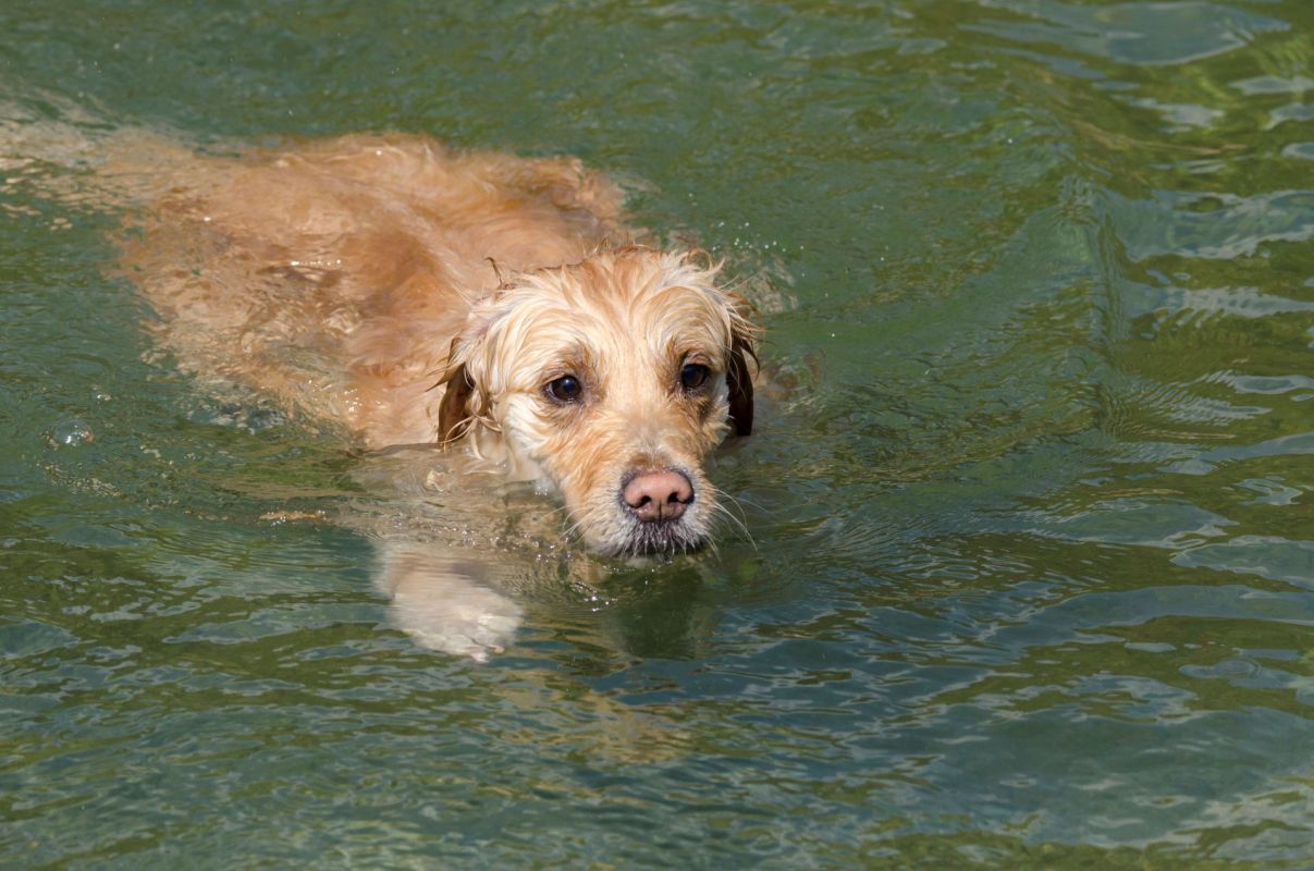 A golden retriever swimming in a body of water.