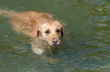 A golden retriever swimming in a body of water.