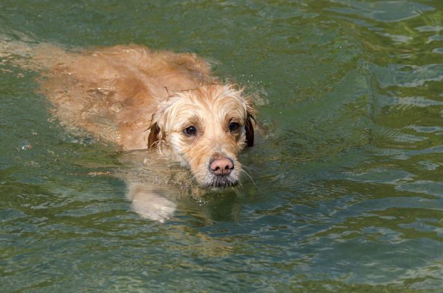 Massachusetts fishermen abandon their trip to rescue a golden retriever stranded in the water