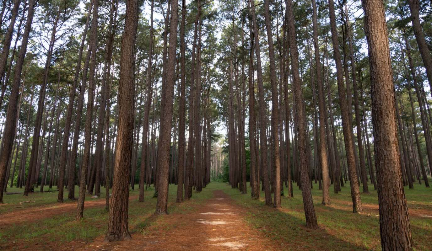 A pathway through a dense pine forest with tall trees on either side.