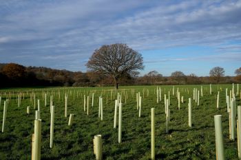 A field with tall green plant protection tubes and a large tree in the background under a cloudy sky.
