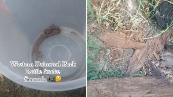A Western Diamondback rattlesnake is resting inside a clear plastic container.