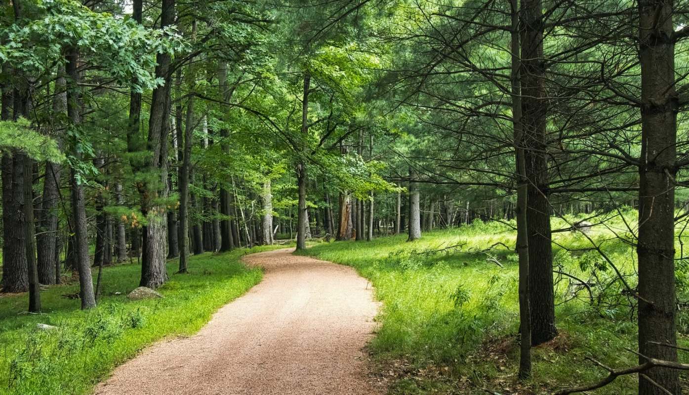 A winding dirt path through a forest with tall trees and green grass.