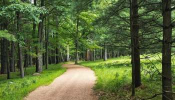 A winding dirt path through a forest with tall trees and green grass.