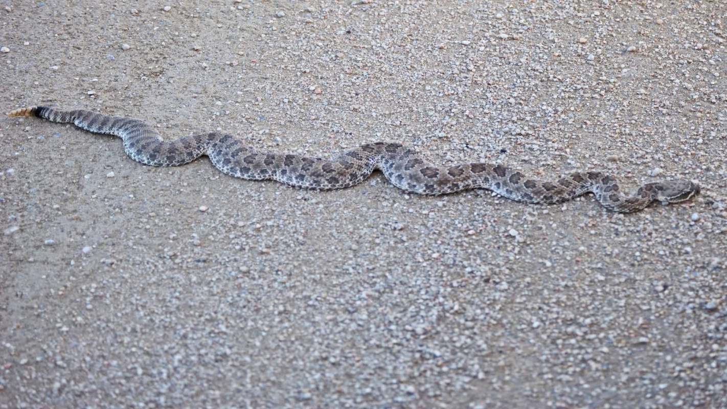 A snake slithering across a sandy surface.