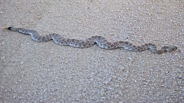 A snake slithering across a sandy surface.