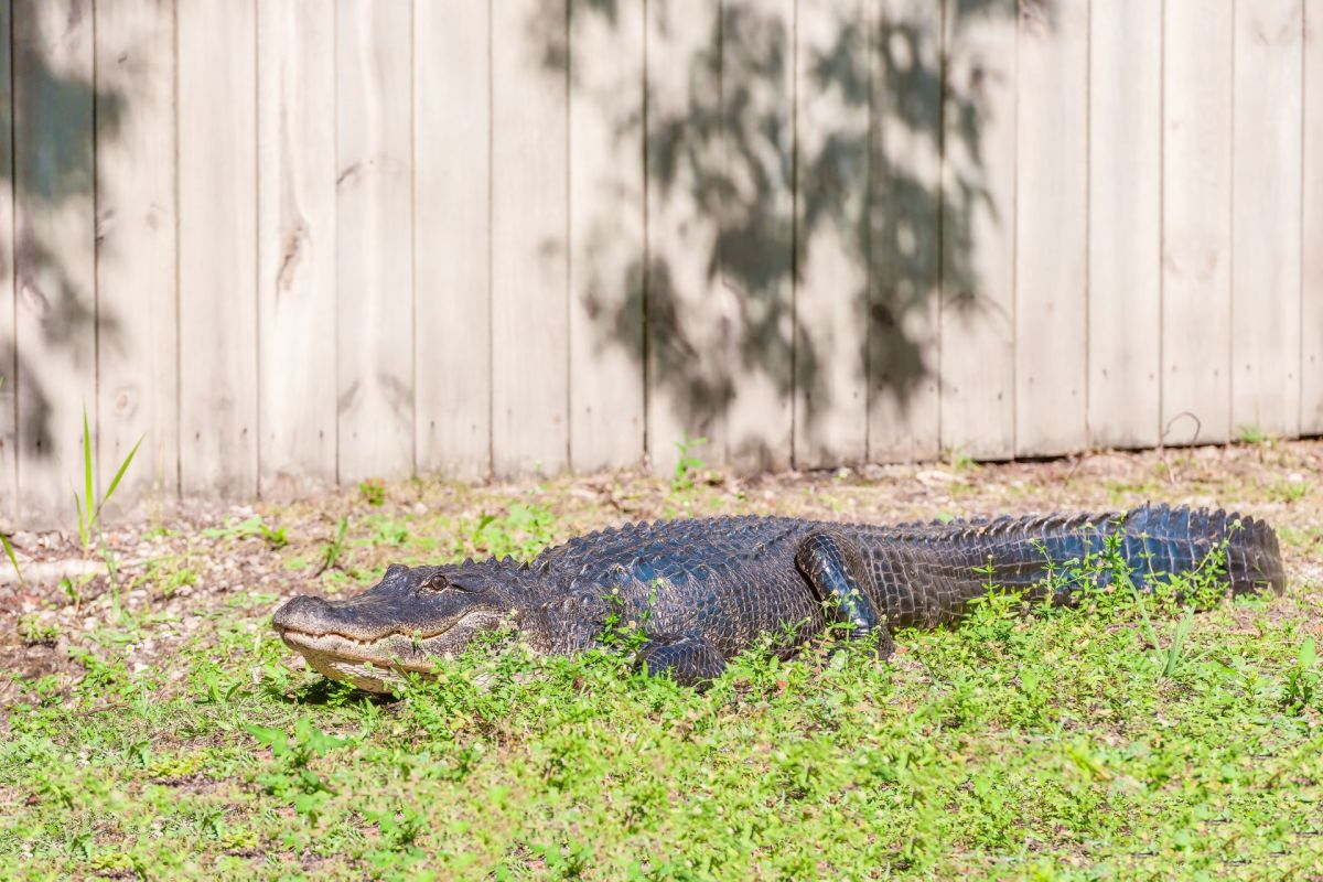 An alligator in a yard.