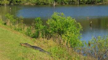 An alligator on grass.