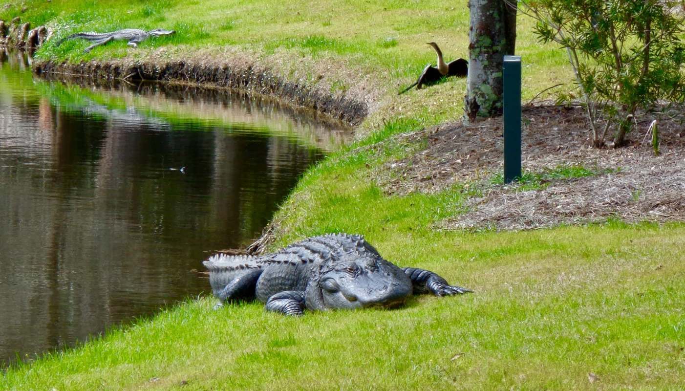 An alligator rests on the grass near a body of water, with a bird nearby on the bank.