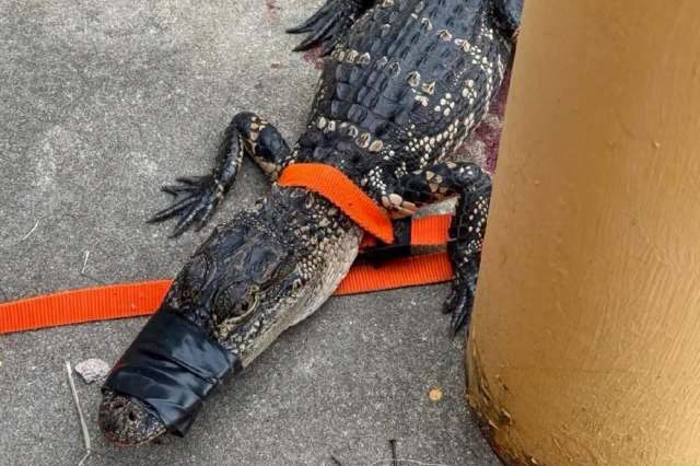 An alligator with its mouth taped shut on a leash.