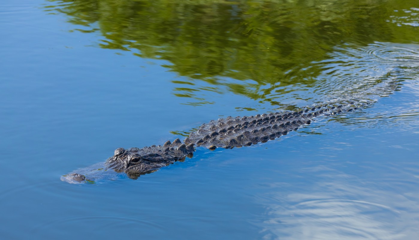 An alligator.