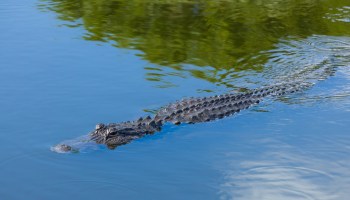An alligator.