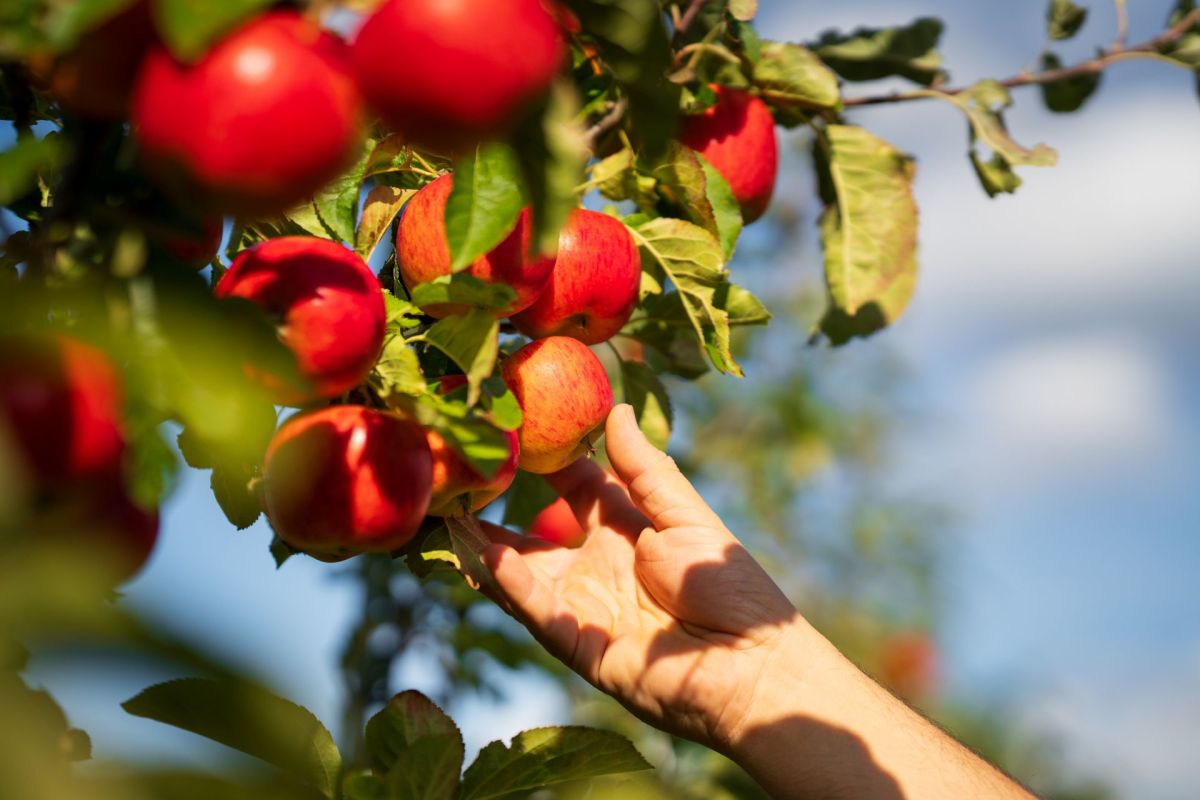 A person picking apples from a tree.