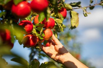 A person picking apples from a tree.