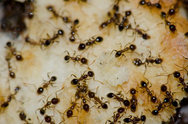 Argentine ants eating food scraps.