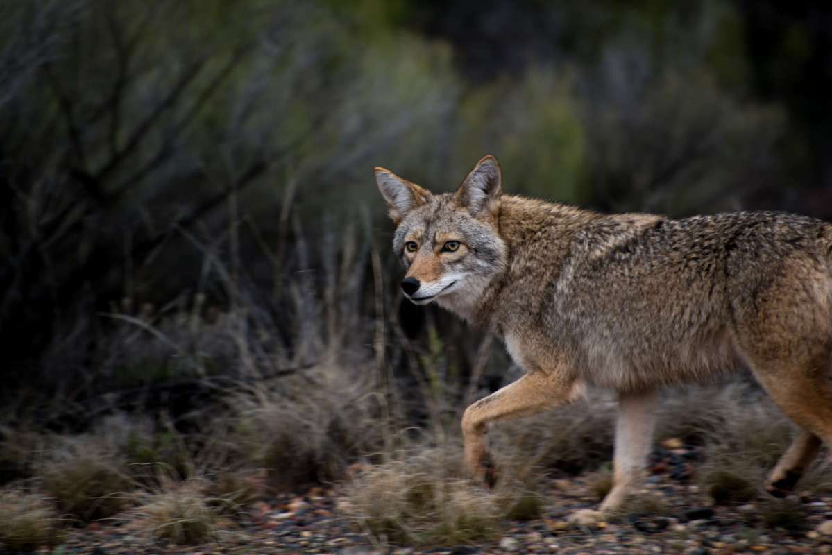 A coyote walks through a brushy landscape.