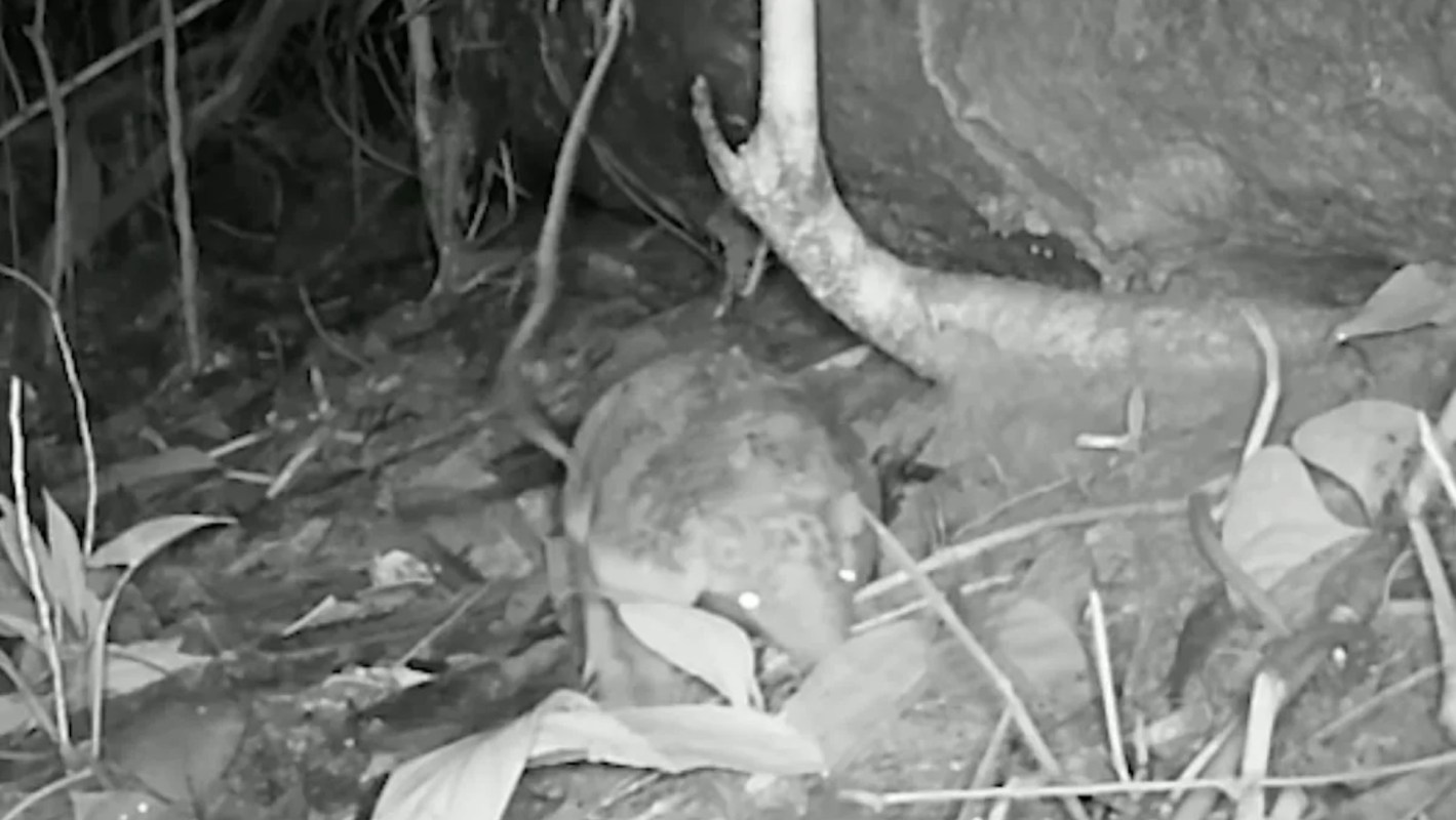 A baby giant armadillo on a trail camera at night.