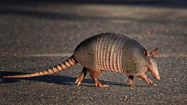 An armadillo.