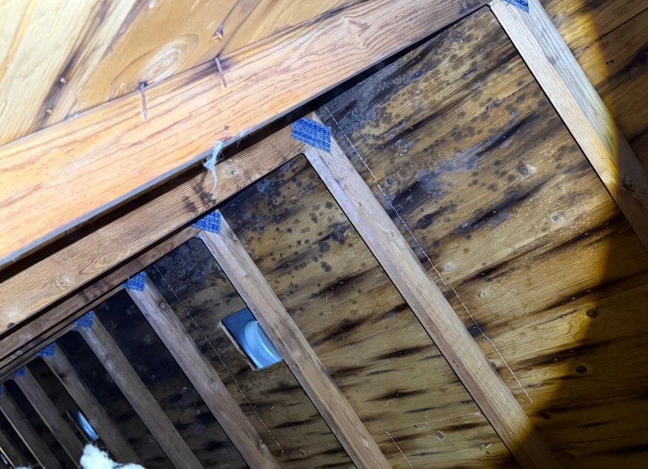 Mold on an attic roof.
