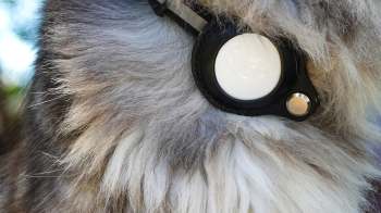 A close-up of a furry animal's neck with a black collar and a round white AirTag attached.