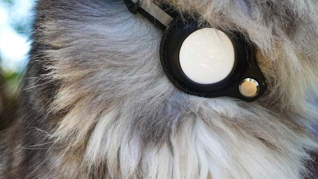 In Alaska, an avalanche swept a dog away, then an AirTag helped find her 50 hours later
