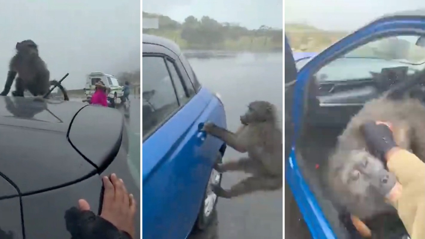 A baboon interacts with a blue car and a person on a rainy road.