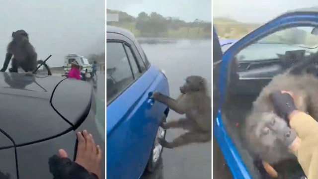 A baboon interacts with a blue car and a person on a rainy road.