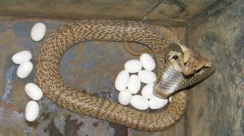 A cobra protecting a clutch of eggs.